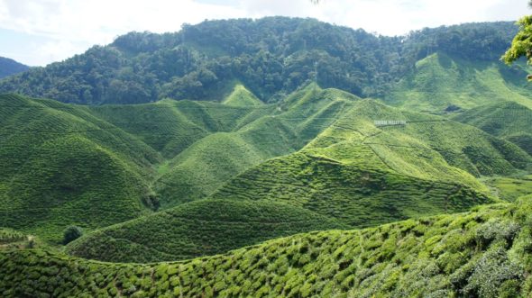 Plantations de thé Cameron Highlands