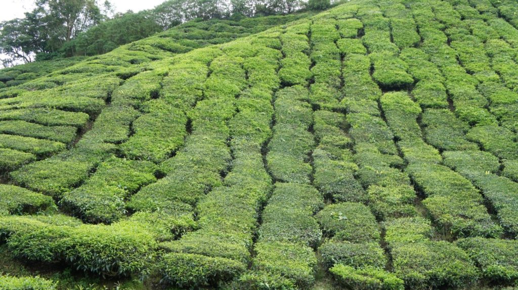 Plantations de thé Cameron highlands
