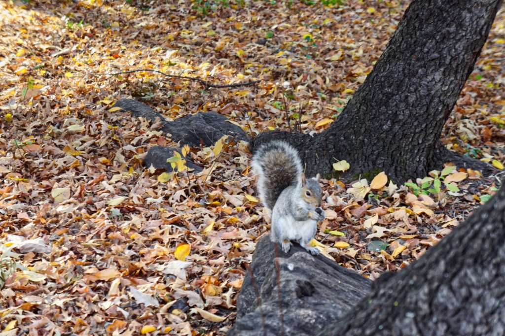 écureuil à Central Park New York