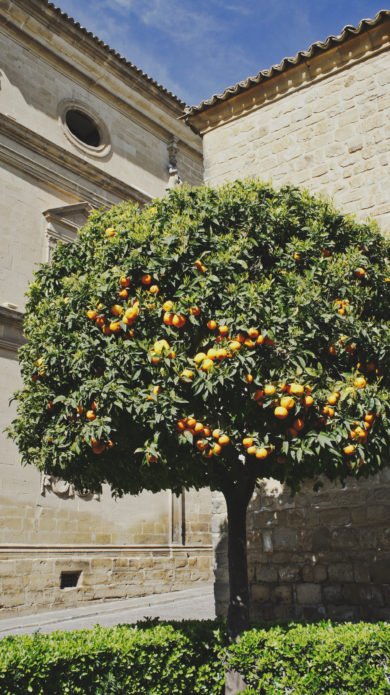 Un oranger