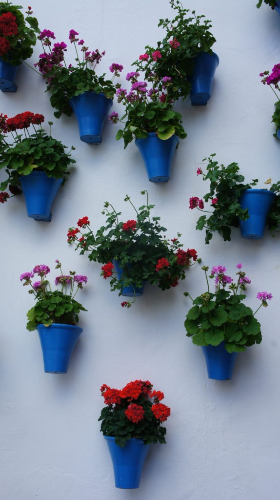 Des pots de fleurs règnent des murs de Cordoue