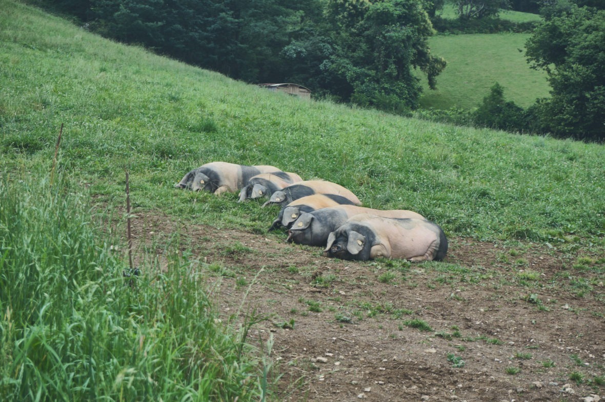 Cochon au pays basque